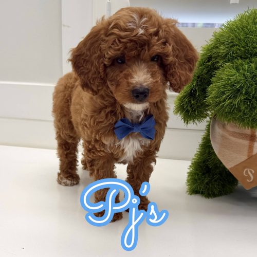 PJs - FBB Cavapoo Puppy - Litter --_