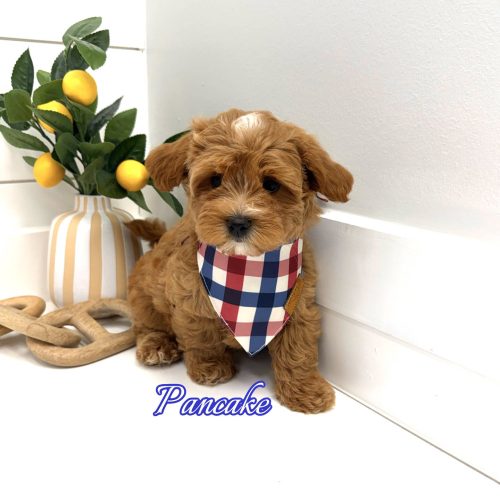 Pancake - F Maltipoo Puppy - BPPP Litter --_