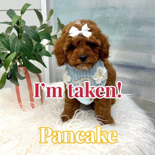 Pancake - FB Cavapoo Puppy - BPPP Litter --_Forever Home in Monroe- GA