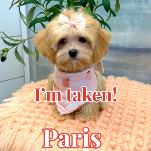 Paris - F Maltipoo Puppy - BPPP Litter --__Forever Home in St Augustine- FL