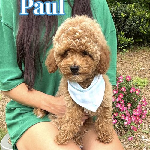 Paul - Toy Micro Goldendoodle Puppy - Litter --__