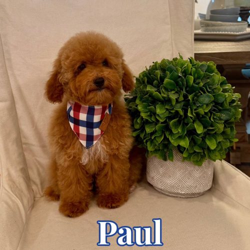 Paul - Toy Micro Goldendoodle Puppy - Litter --__