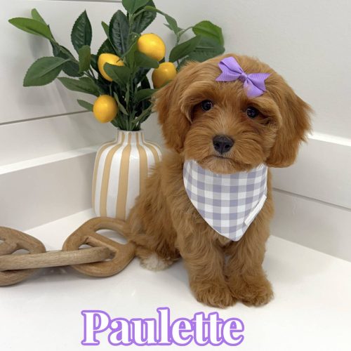Paulette - F Cavapoo - BPPP Litter --