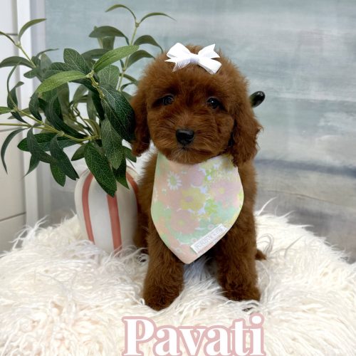 Pavati – CKC Toy Micro Goldendoodle Puppy – PPP Litter 7-17-25 Pavati - CKC Toy Micro Goldendoodle Puppy - PPP Litter --