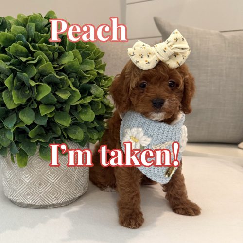 Peach - CKC Toy Cavapoo - --_Forever Home in Pensacola- FL