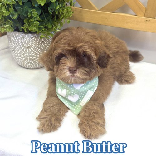 Peanut Butter - F Shihpoo - Litter --