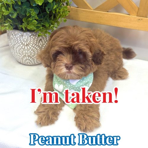 Peanut Butter - F Shihpoo - Litter --_Forever Home in Dripping Springs- TX