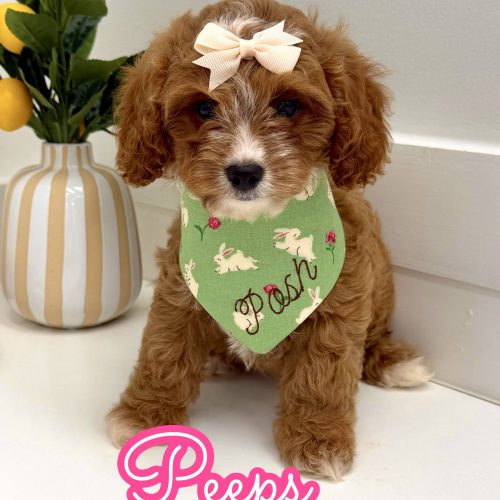 Peeps - F Cavapoo Puppy - BPPP Litter --_