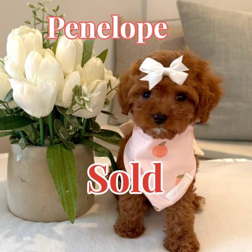 Penelope - F Cavapoo Puppy - BPPP Litter --