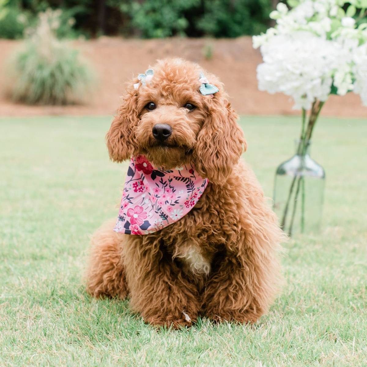 Petite Posh Puppies Layla F1B Goldendoodle