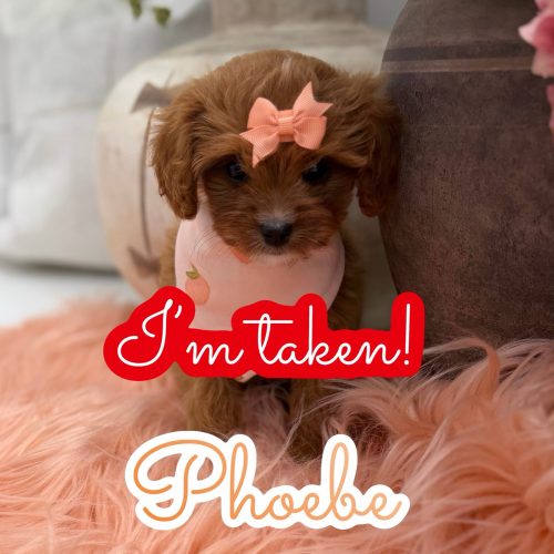 Phoebe - F Cavapoo Puppy - Litter --_Forever Home in Lafayette- LA