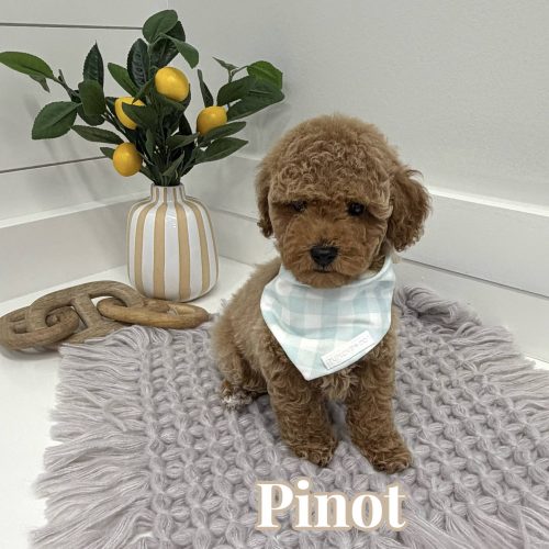 Pinot - Toy Mini Goldendoodle Puppy - PPP Litter --_