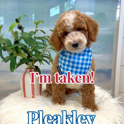 Pleakley - FBB Cavapoo Puppy - BPPP Litter -- - Forever Home in Schererville- IN