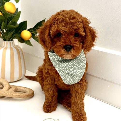 Pluto - FB Cavapoo Puppy - PPP Litter --_