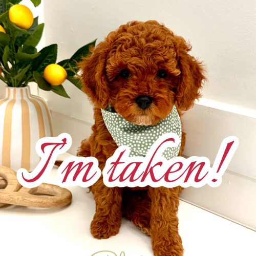 Pluto - FB Cavapoo Puppy - PPP Litter --_Forever Home in Mills River- NC