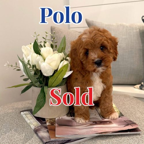 Polo - Teddy Bear Red & White Male F Cavapoo - Boutique Petite Posh Puppies - Forever Home in Bradenton- FL