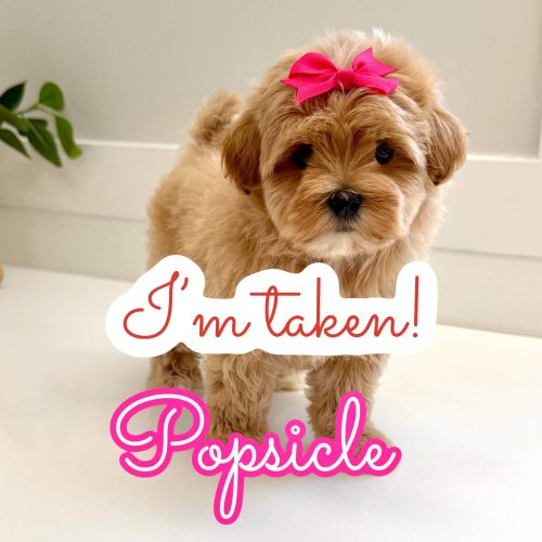 Popsicle - F Maltipoo Puppy - Litter -- - Forever Home in Somerset- NJ