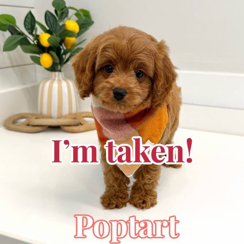 Poptart - FB Cavapoo Puppy - BPPP Litter --_Forever Home in Monroe- GA
