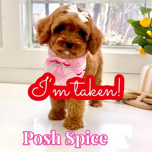 Posh Spice - F Cavapoo Puppy - BPPP Litter -- - Forever Home in Freehold- NJ