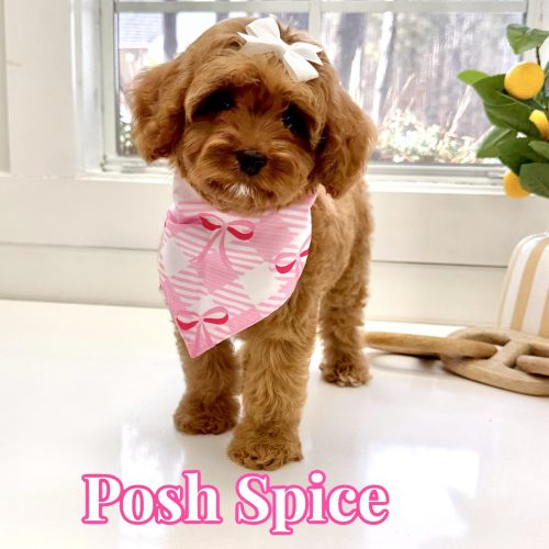 Posh Spice - F Cavapoo Puppy - BPPP Litter --_