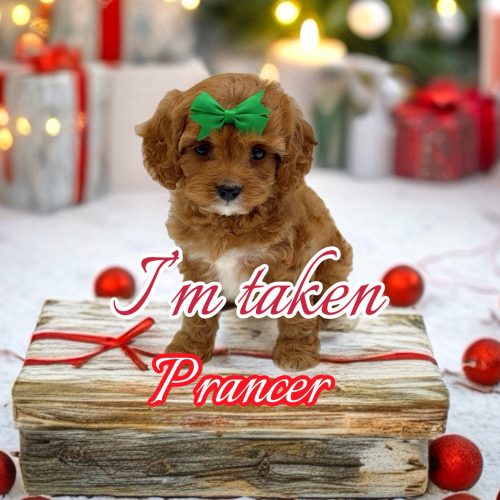 Prancer - F Cavapoo Puppy - BPPP Litter --_Forever Home in Thomaston- GA