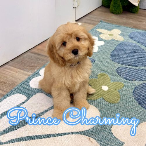 Prince Charming - F Cavapoo Puppy - Litter --_