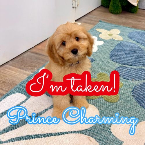 Prince Charming - F Cavapoo Puppy - Litter --_Forever Home in Dallas- TX