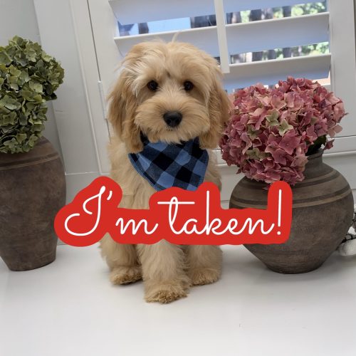 Prince Charming - F Cavapoo Puppy - Litter --_Forever Home in Laguna Niguel- CA