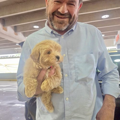 Prince Charming - F Maltipoo Puppy - BPPP Litter --_Forever Home in Gainesville- FL_