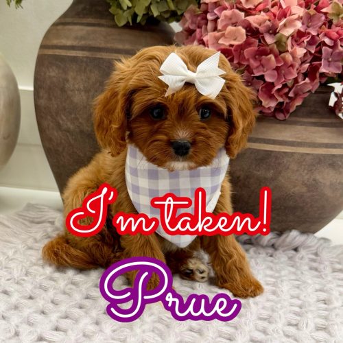 Prue - F Cavapoo Puppy - Litter --_Forever Home in East Norwich- NY