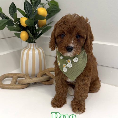 Pua - F Cavapoo Puppy - BPPP Litter --_
