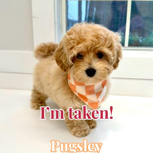 Pugsley - FB Maltipoo Puppy - BPPP Litter --_Fort Lauderdale- FL