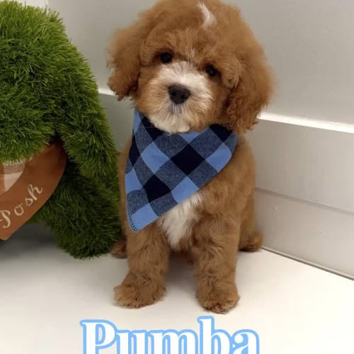 Pumba - FB Cavapoo Puppy - BPPP Litter --_