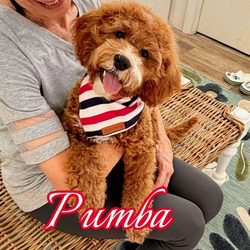 Pumba - FB Cavapoo Puppy - BPPP Litter --_v-