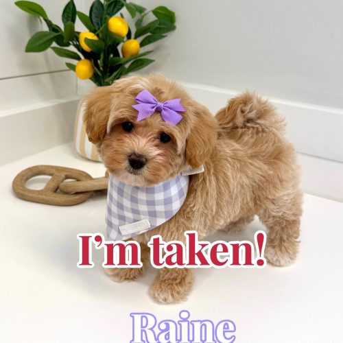 Raine - F Maltipoo Puppy - BPPP Litter --_Forever Home in Morristown NJ