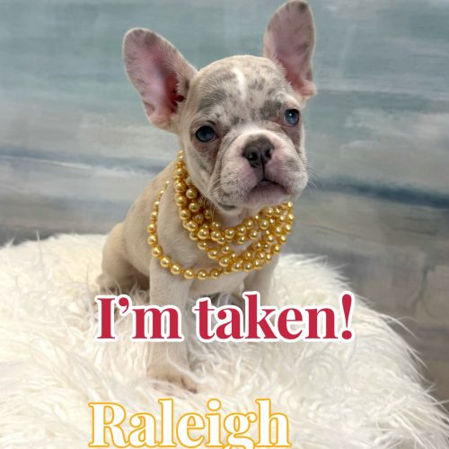Raleigh - French Bulldog Puppy - BPPP Litter -- - Forever Home in Fairhope- AL