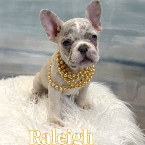 Raleigh - French Bulldog Puppy - BPPP Litter --