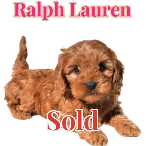 Ralph Lauren - Teddy Bear Red Female F Cavapoo - Boutique Petite Posh Puppies - Forever Home in Marietta- GA