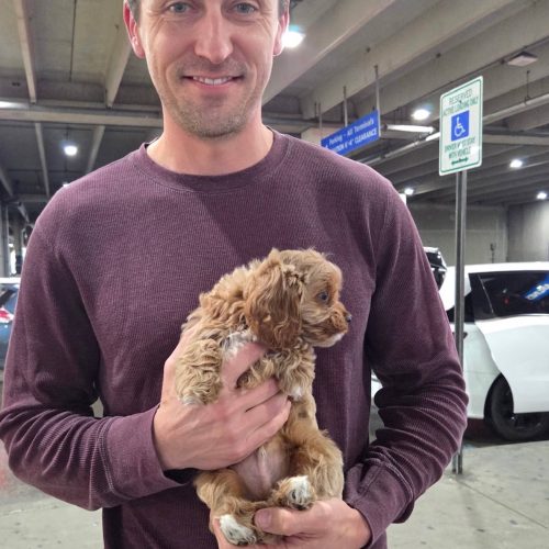 Reef - F Cavapoo Puppy - Litter --_Forever Home in Penn Valley- PA