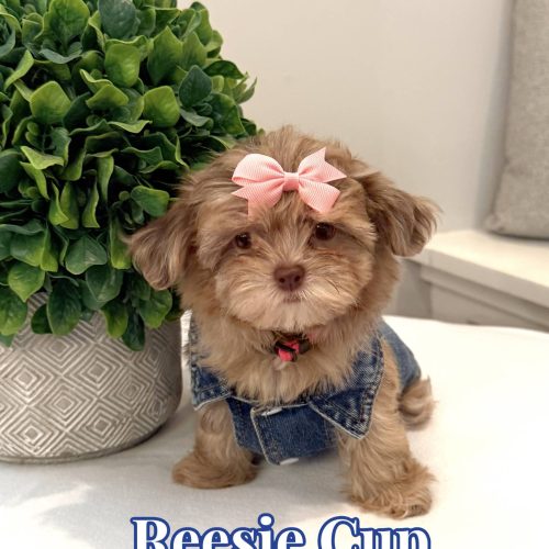 Reesie Cup - F Shihpoo - Litter --