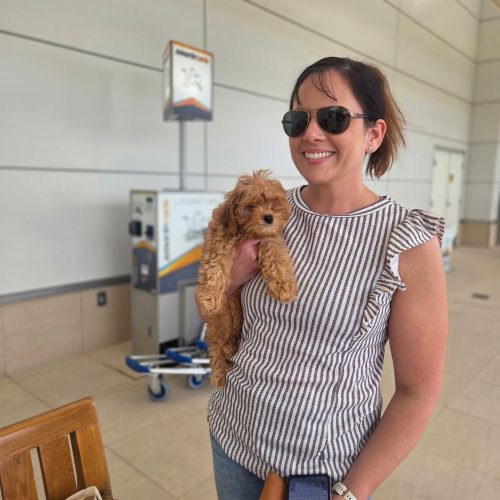 Rex - F Cavapoo Puppy - Litter -- - Forever Home in West Melbourne- FL