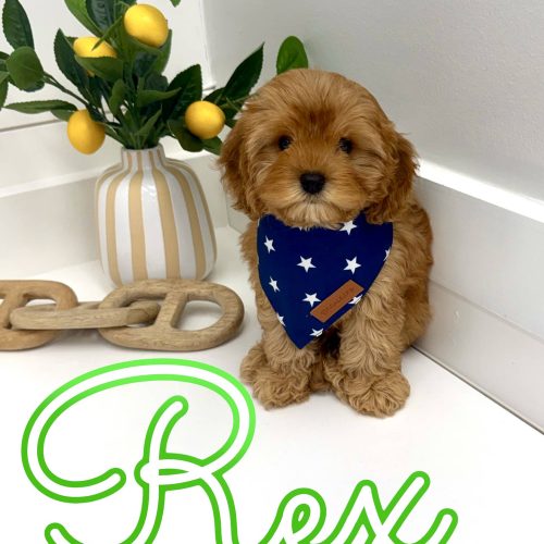 Rex - F Cavapoo Puppy - Litter --_