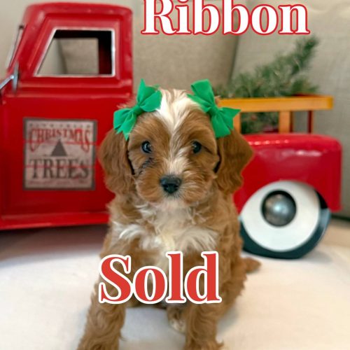 Ribbon - Teddy Bear Red White Female F Cavapoo - BPPP - Forever Home in Savannah- GA