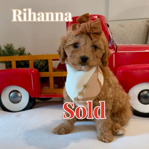 Rihanna - Female FB Cavapoo - BPPP - Forever Home in San Diego- CA