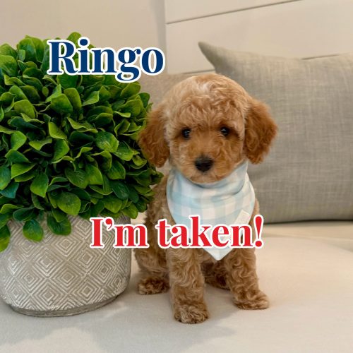 Ringo - Toy Micro Goldendoodle Puppy - Litter --_ - Forever Home in World Golf Village FL