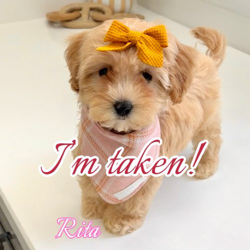 Rita - F Maltipoo Puppy - BPPP Litter -- - Forever Home in Lincoln- NE