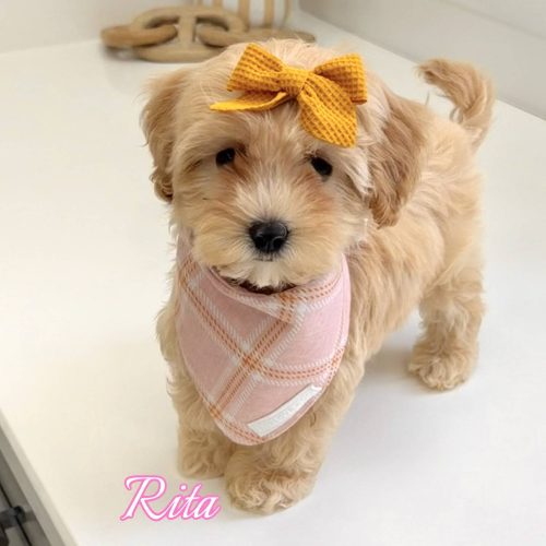 Rita - F Maltipoo Puppy - BPPP Litter --_