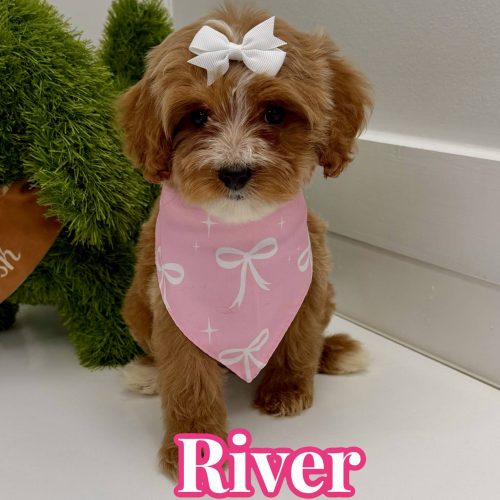 River - FBB Cavapoo Puppy - BPPP Litter --_