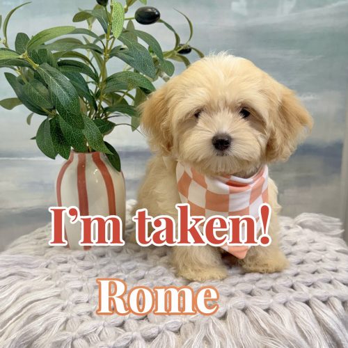 Rome - F Maltipoo Puppy - BPPP Litter --__Boca Raton- FL