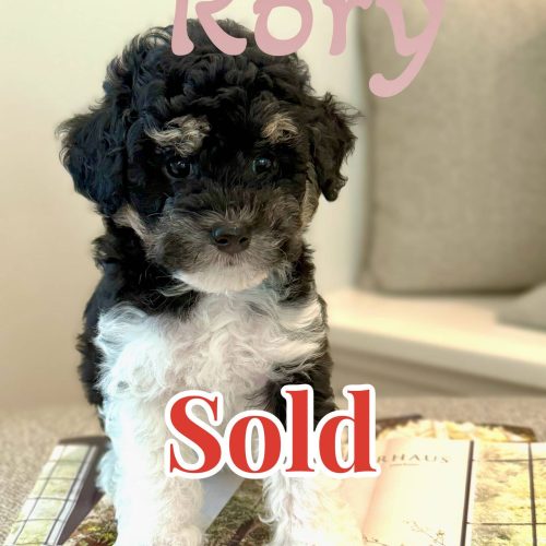 Rory - Tri-Colored Lots of White Female Toy Micro Bernedoodle_Forever Home in Raleigh- NC